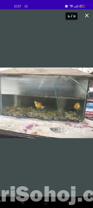 aquarium with fish
